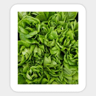 Butter Lettuce Health Sticker